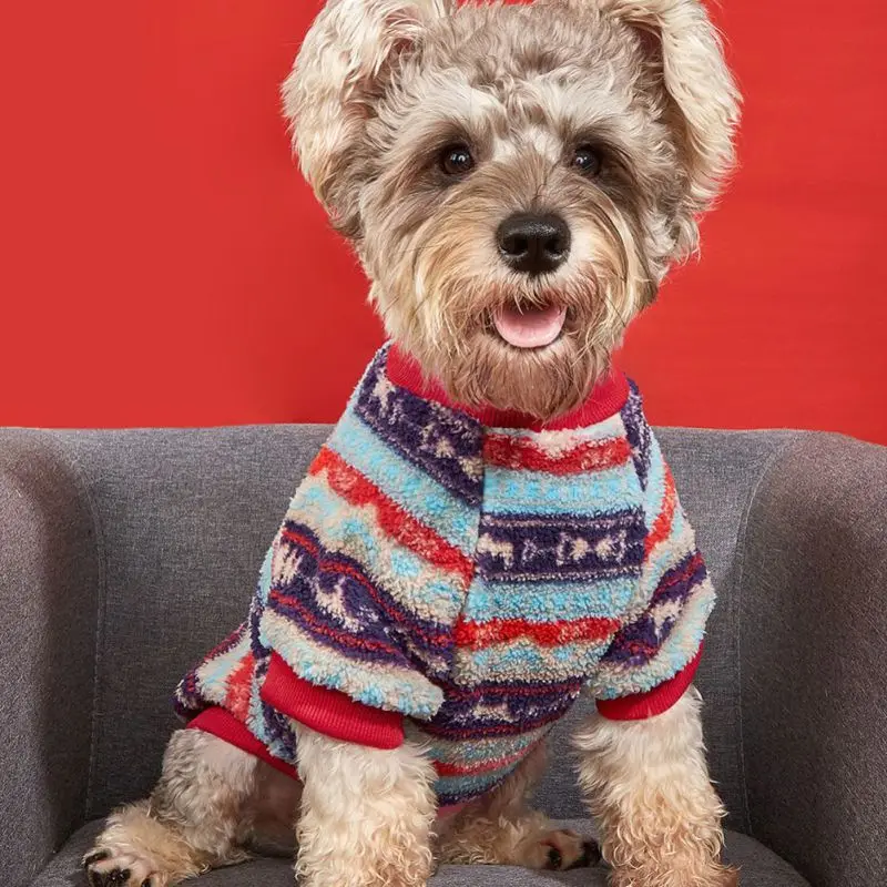 Un perro pequeño que lleva un suéter colorido con un estampado que incluye colores rojo, azul y blanco. El perro parece ser una raza con pelaje rizado, posiblemente un caniche o una mezcla de caniche, y tiene una expresión feliz con la lengua ligeramente afuera.