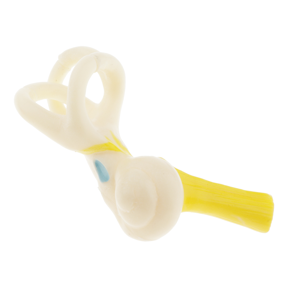 Magnification 5x Human Ear Semicircular Canal Anatomical Model Lab Ornament
