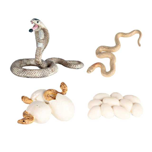  Growth Life Cycle Early Education Learning Imagination Toys Role Play