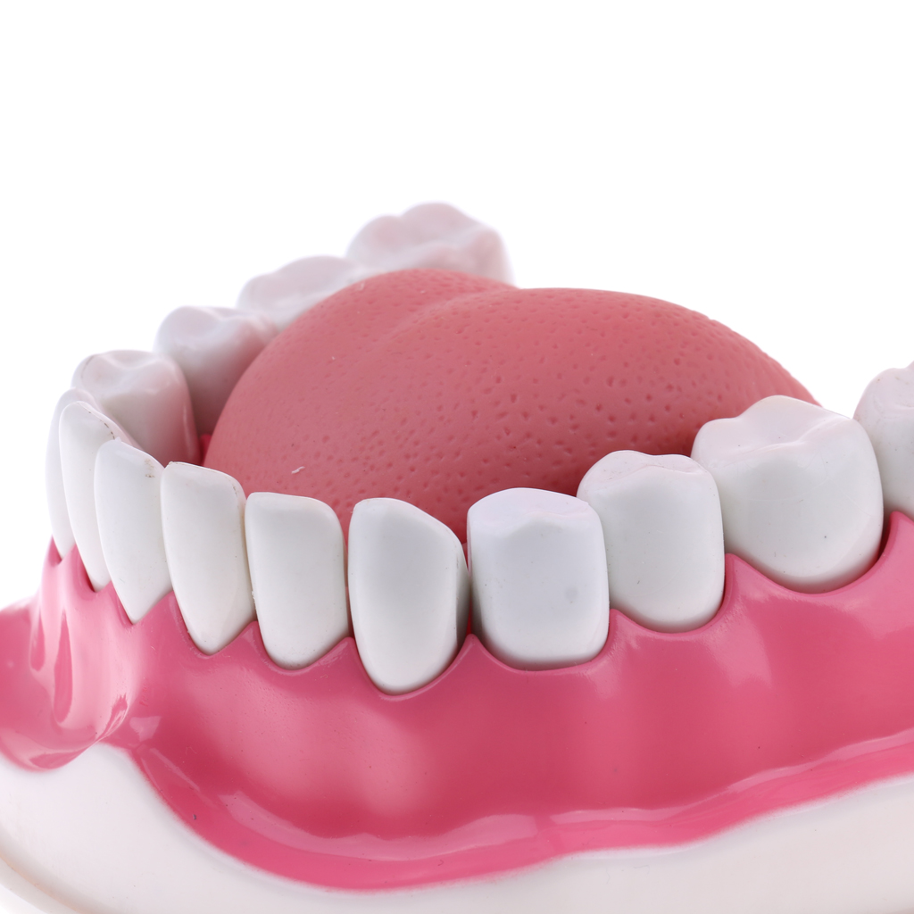 2X Large PVC Human Teeth Model with Removable Lower Teeth Teeth for Classroom Lab School Teaching Tools Student Learning Toy