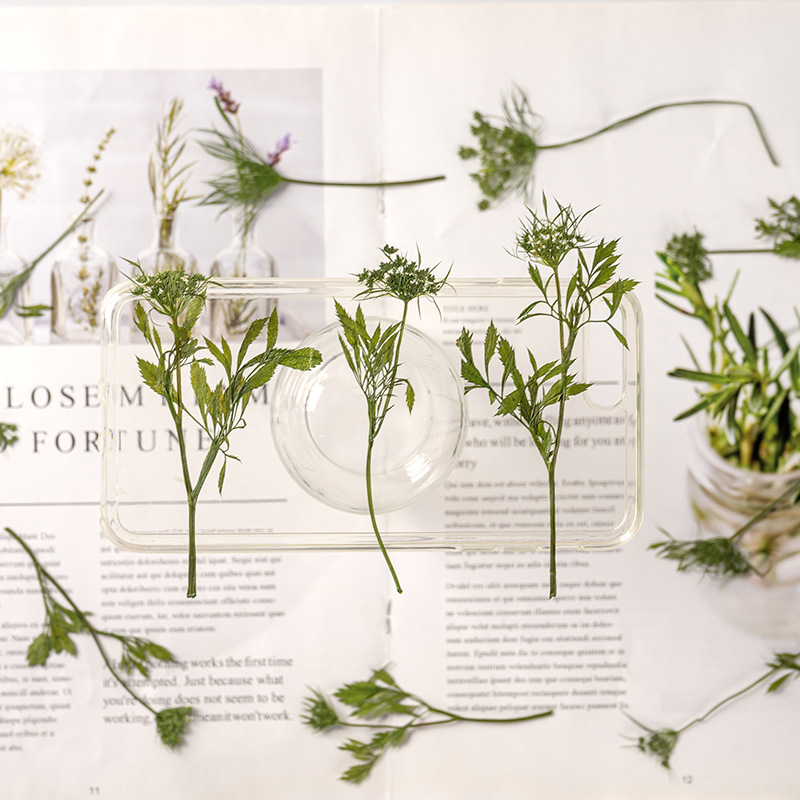 8-11cm/12PCS,Snowball flower buds Pressed Dyed green flower,DIY real flower drop glue phone case photo frame bookmark face decor