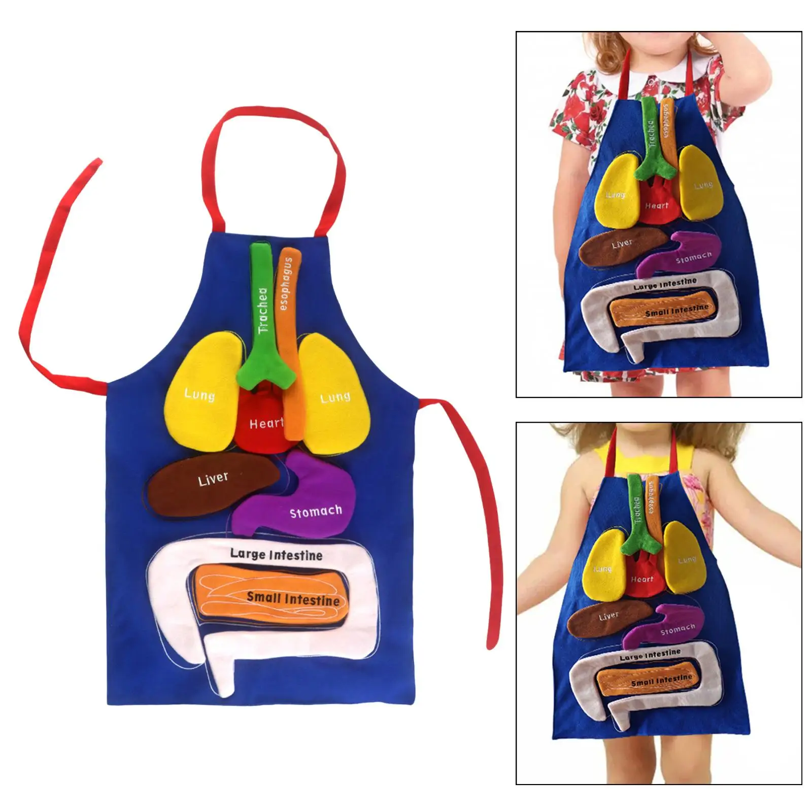 3D Organ Apron Awareness Early Childhood Education Science for Body Parts