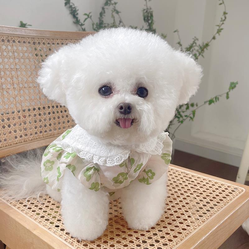 When Should I Cut My Dogs Roses Back