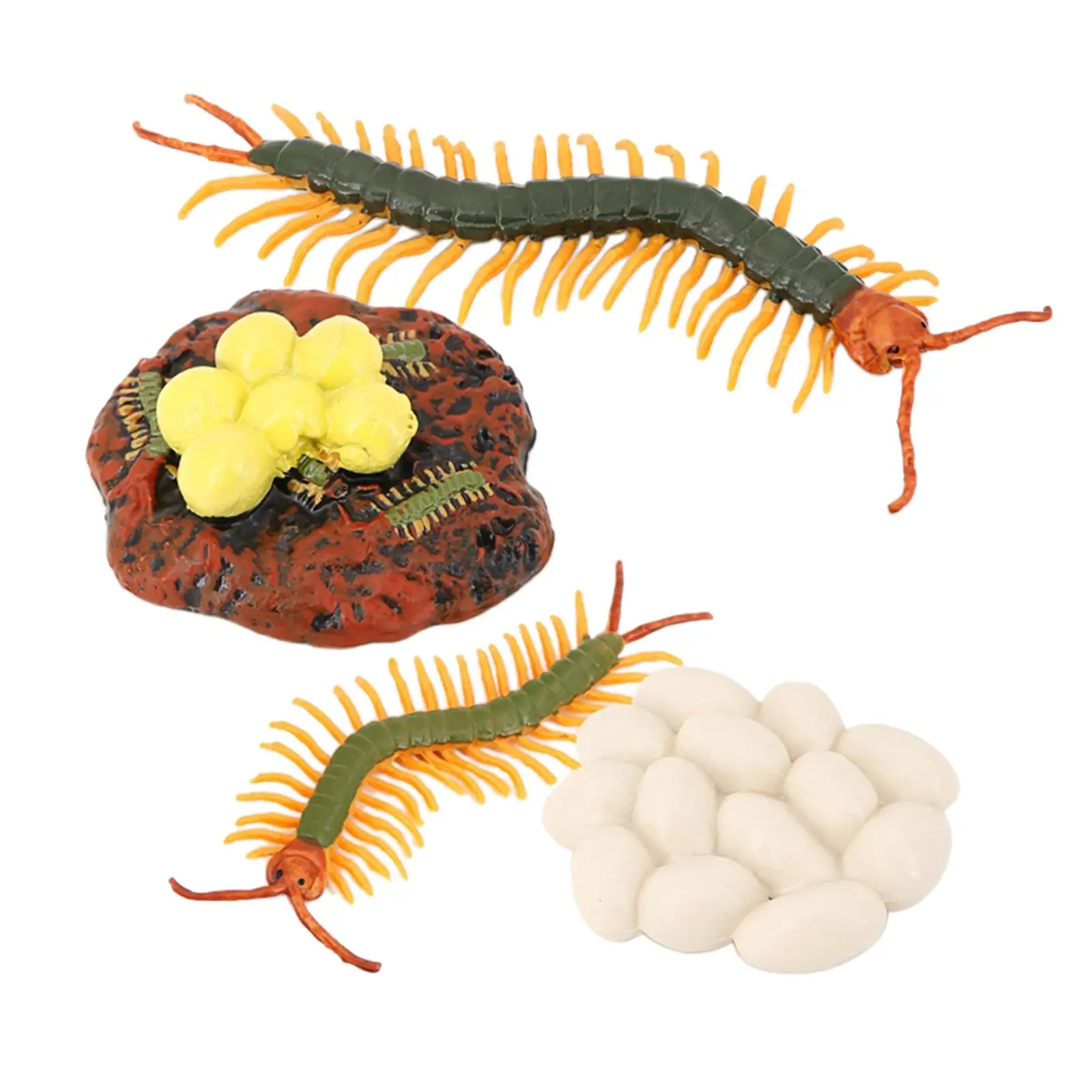 4 Stages Life Cycle of a Centipede,  Centipede Toy Figure  Painted Model