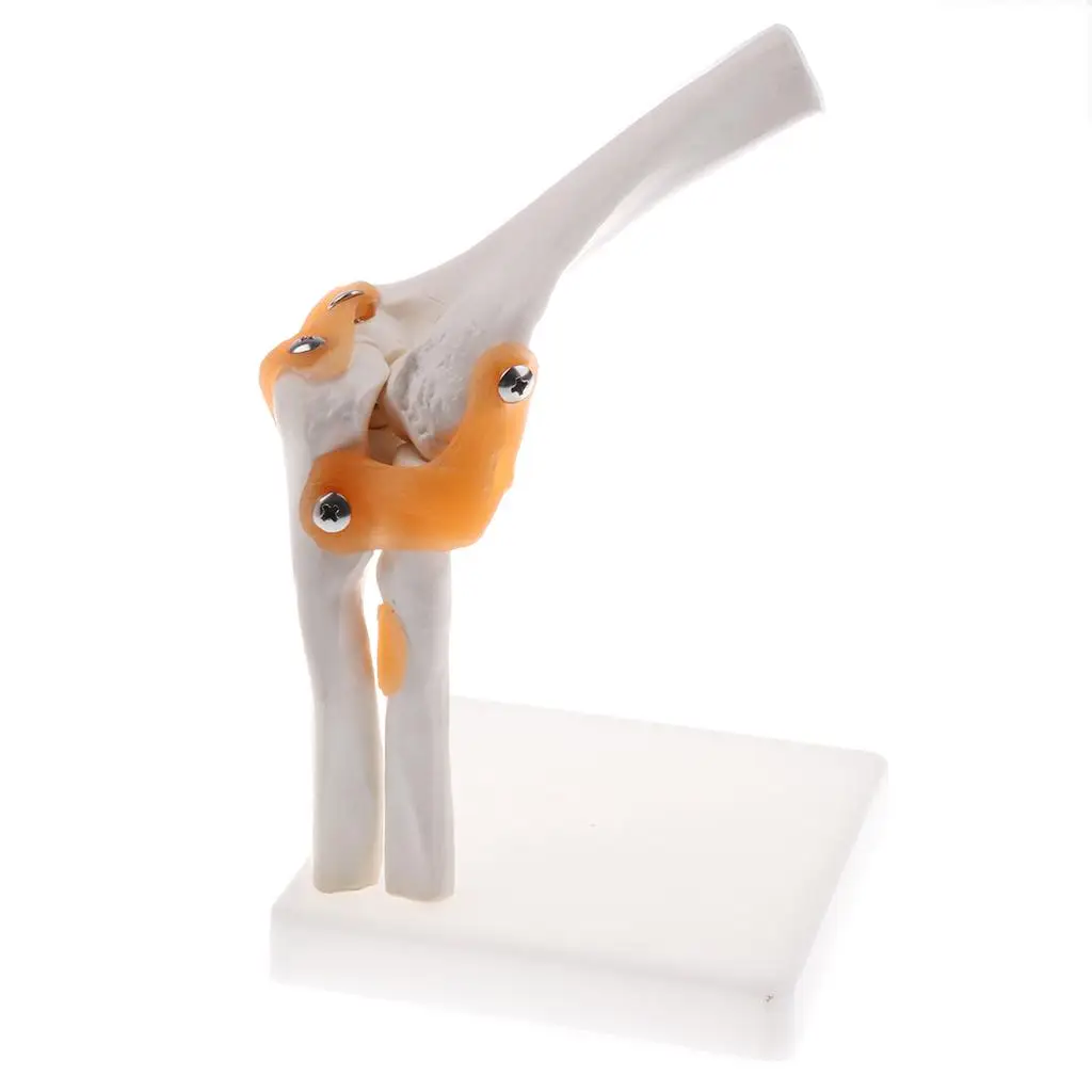 1: 1 Model of The Human Elbow Joint Band with learning Material