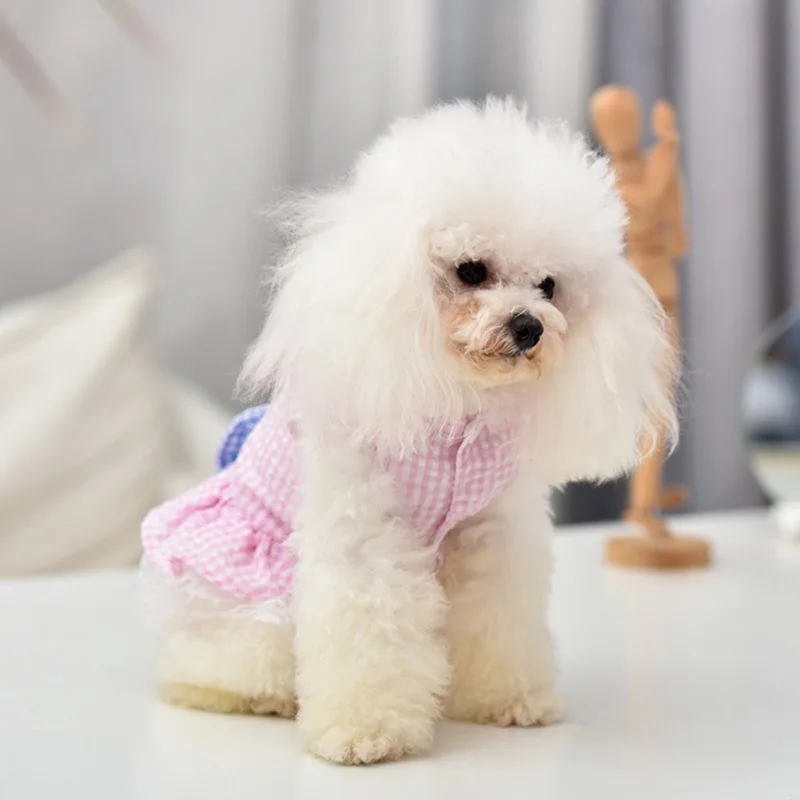 Un perro pequeño con un pelaje blanco esponjoso, posiblemente un Bichón Frisé o una raza similar. El perro lleva una prenda de cuadros rosas y blancos que parece un vestido o un chaleco.