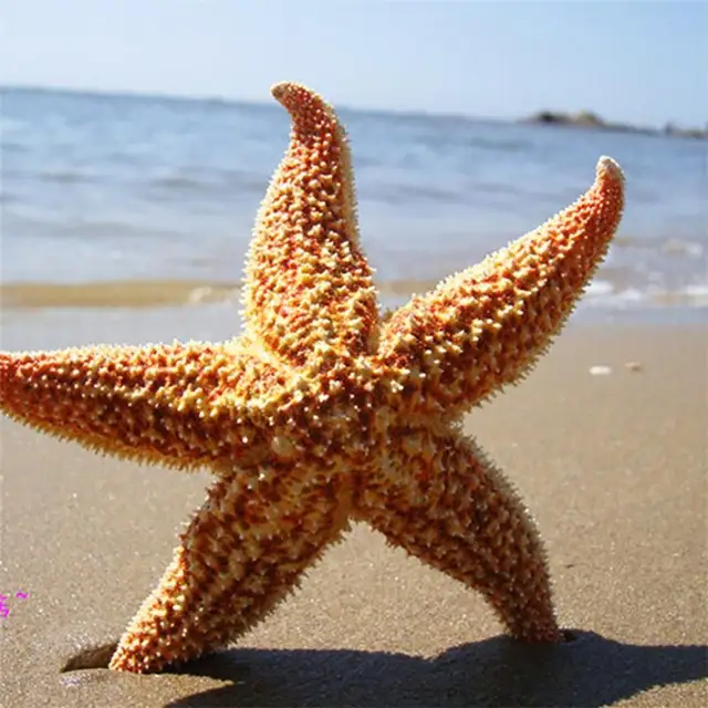 6 estrellas de mar grandes de la selva de 6 a 7 pulgadas secas playa boda  manualidades decoración estrella de mar lindo náutico costero