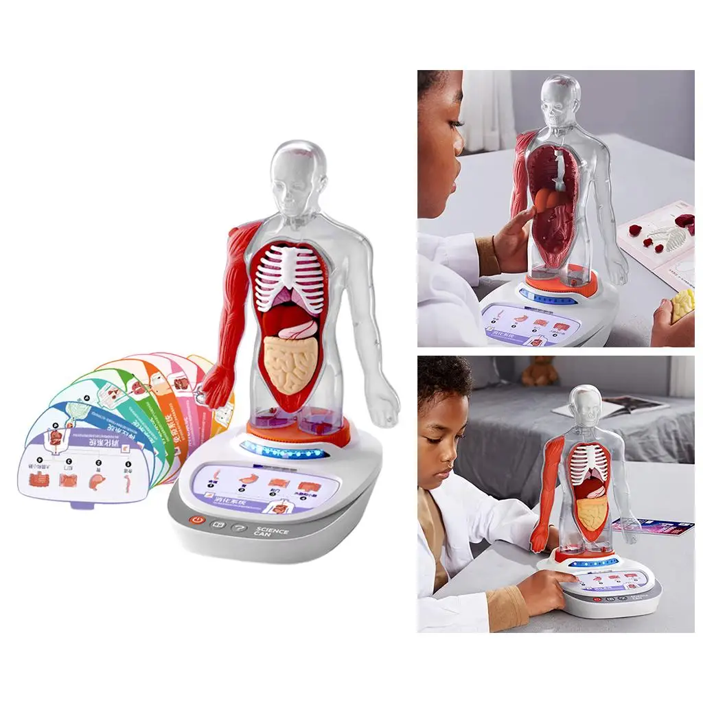 Montessori Human Torso Body Anatomy Model, Learning Educational Science
