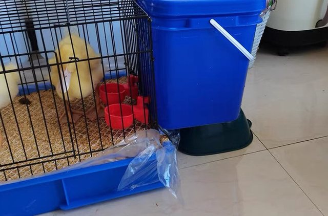 22 PCS ABREUVOIR Pour Poulet Distributeur D'eau Automatique Volaille De