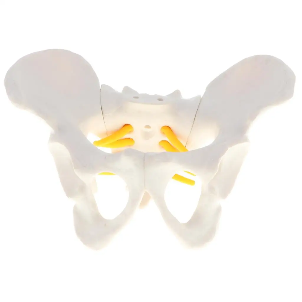  Anatomy Teaching Model - Small Size Female Pelvis Skeleton Model