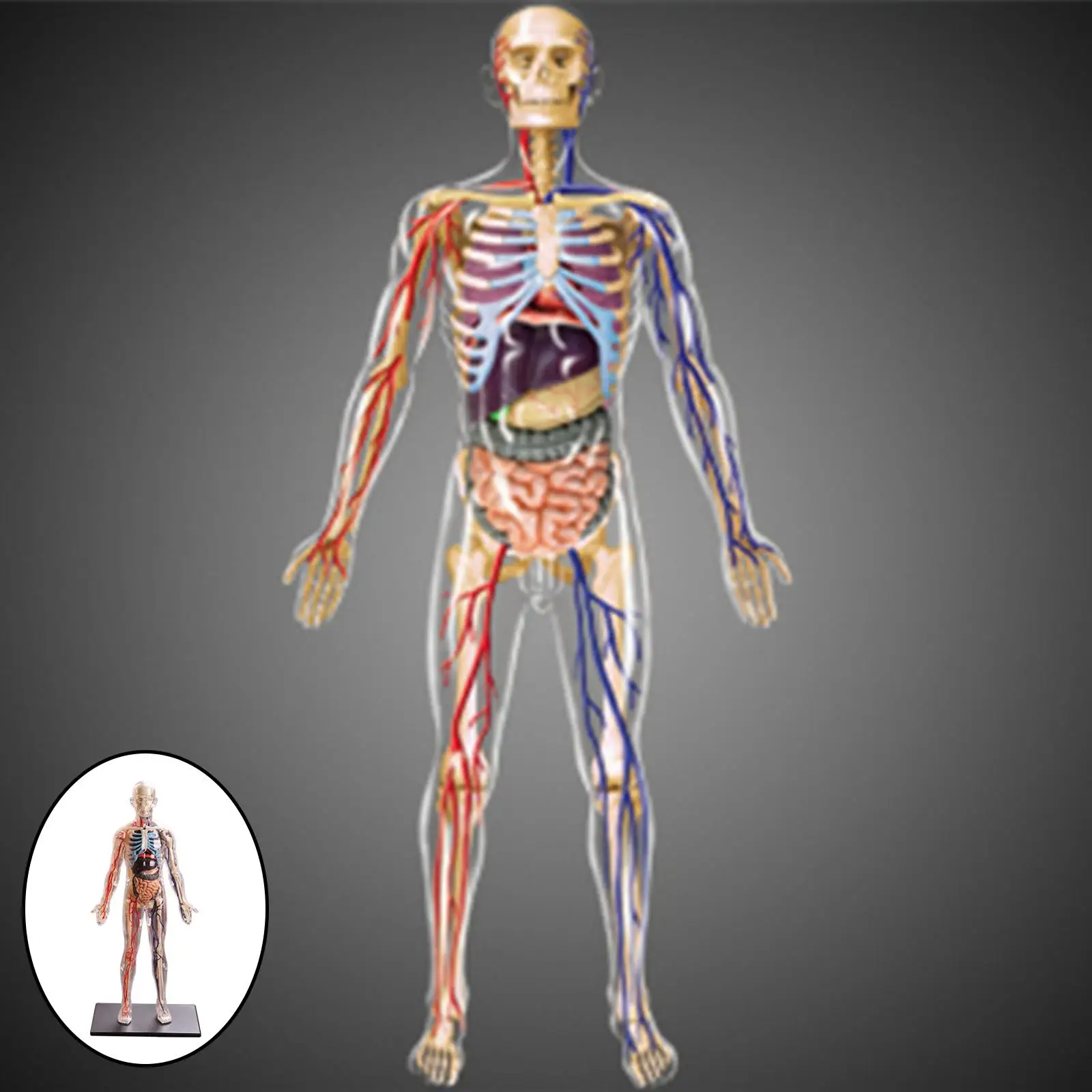 4D Assembled Human Body Teaching Model Removable Muscles, Organs And Bones