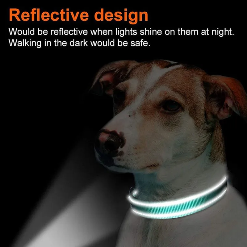 Un perro que lleva un collar con diseño reflectante. El collar tiene una tira brillante que emite luz que lo envuelve, lo que probablemente tiene como objetivo hacer que el perro sea más visible en condiciones de poca luz, como de noche o en la oscuridad.