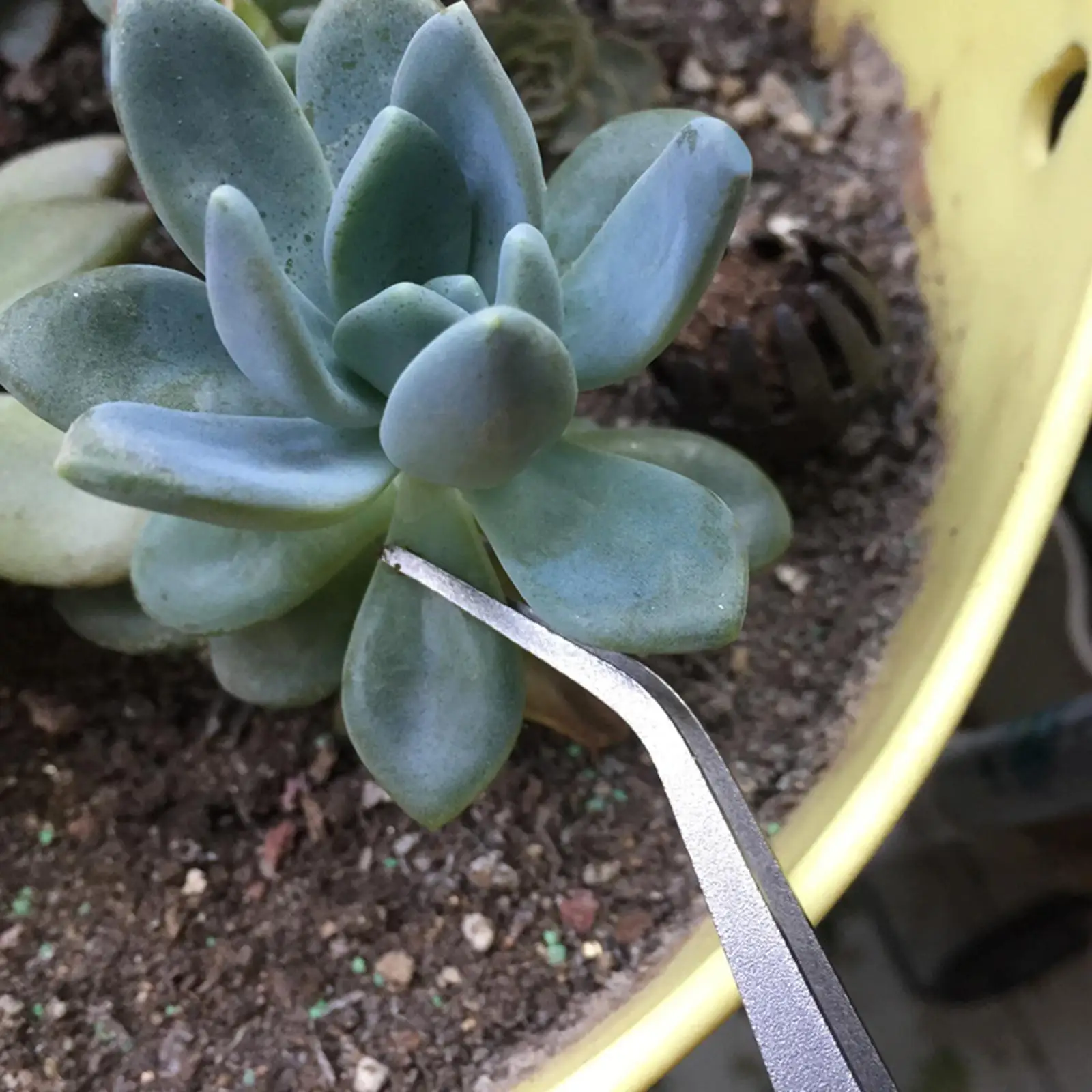 Mini Gardening Rake Gardening Tool Reusable for Garden Office Backyard