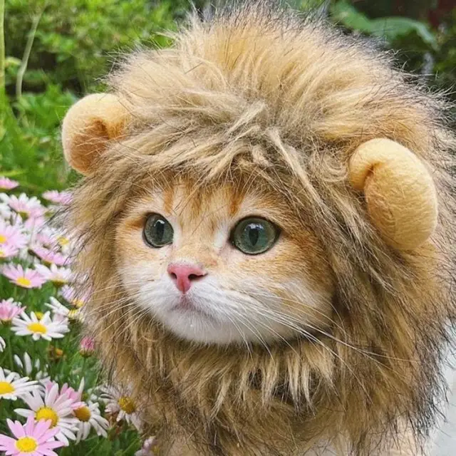 Cute Lion Cat Hat Cat Hat Super Soft Lightweight Lion Style Pet Hat  Photography Prop for Dogs Cats Friendly to Skin Breathable - AliExpress