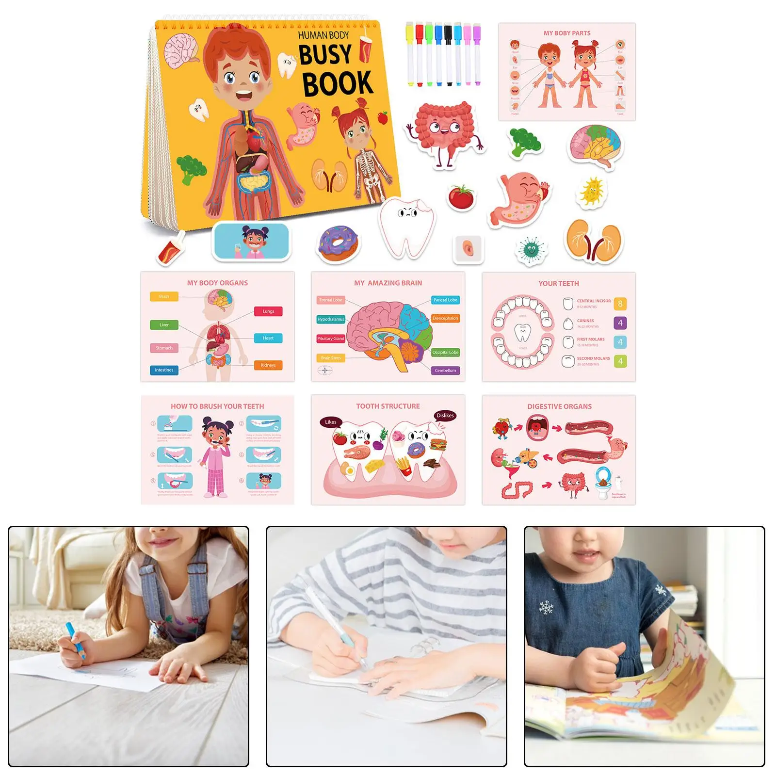 Human Body Book Kindergarten Early Educational Cognitive Skills Human Organs