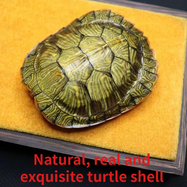 Tortoise shell: the real thing and its imitations – Looking