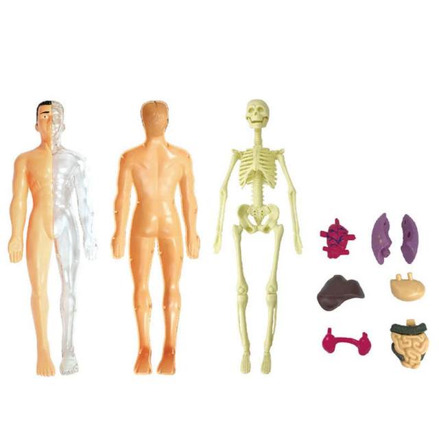 Kids' Educational Science Toy, STEM Game, Montado, Esqueleto do Corpo  Humano, Anatomia Órgãos, Bones Kit, Crianças