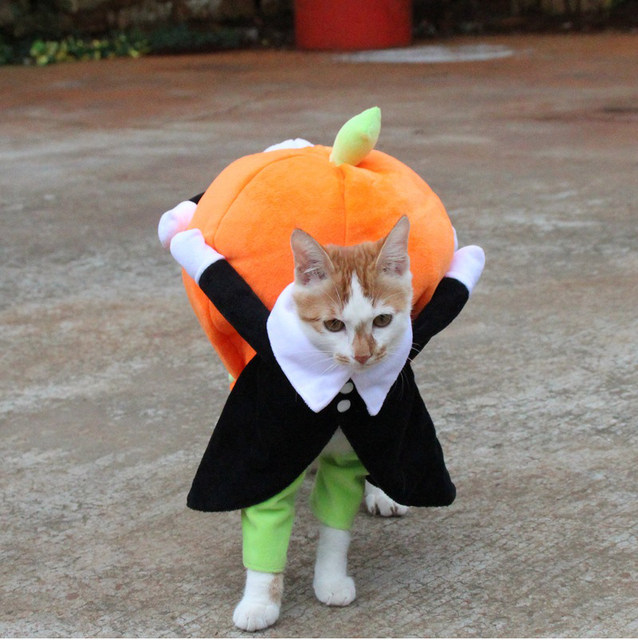 Halloween Pet Costume Funny Pumpkin Dog Cosplay Clothes Autumn Winter Pet  Clothes For Dogs And Cats Festival Party Dress Up Apparel - Temu