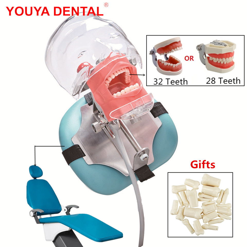 Best of Typodont Dental Simulator Simple Head Model Dental Phantom Head With Teeth For Dentist Students Dentistry Manikin Training Unit Reviews & Tips