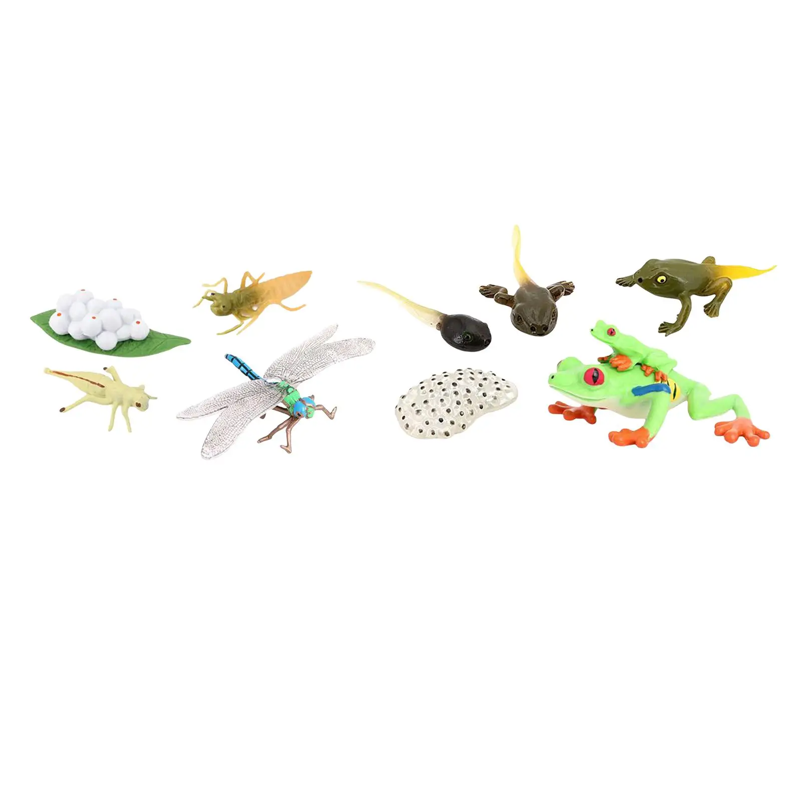 Simulation Life Cycle Figurines Toy Red Eyed Tree Frog Figures Dragonfly Figures Animal Growth Cycle for Party Favors Toddlers