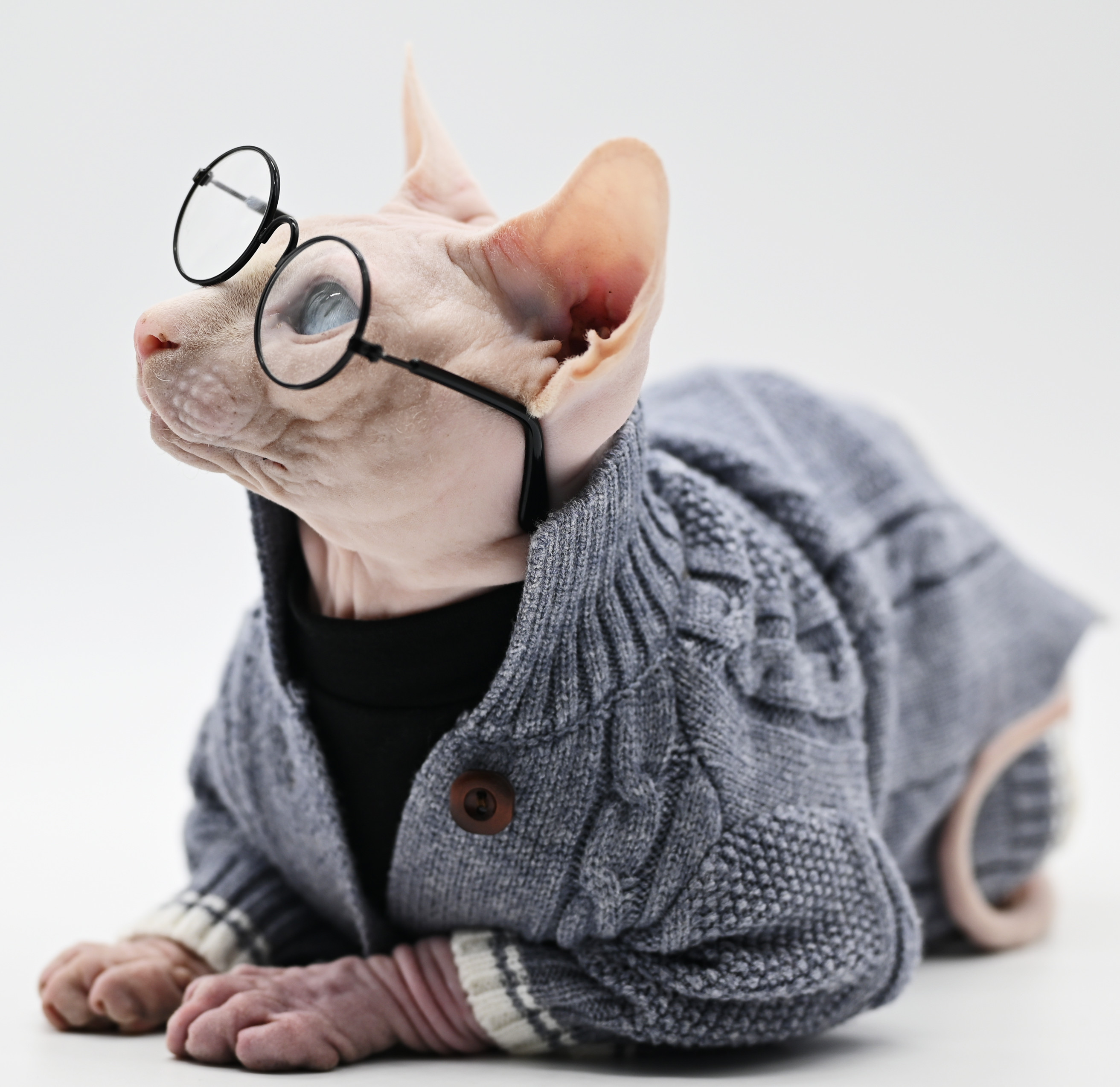 Hairless Cat Sweater  Sphynx Cat Clothes Turtle Neck, Sweaters