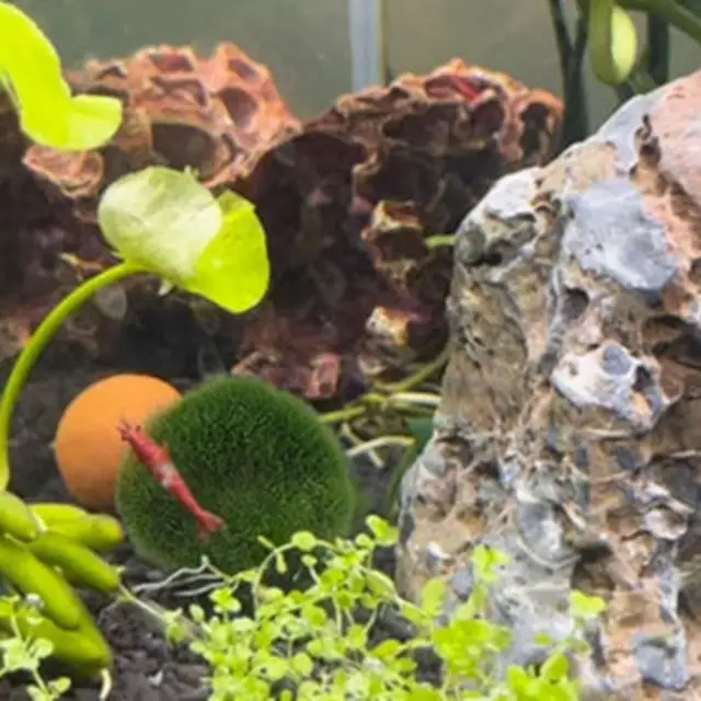 2cm-4cm Marimo Moss Balls Live Aquarium Plant Algae Fish Shrimp Tank  Ornament Simulation Green Algae Balls Artificial Plant