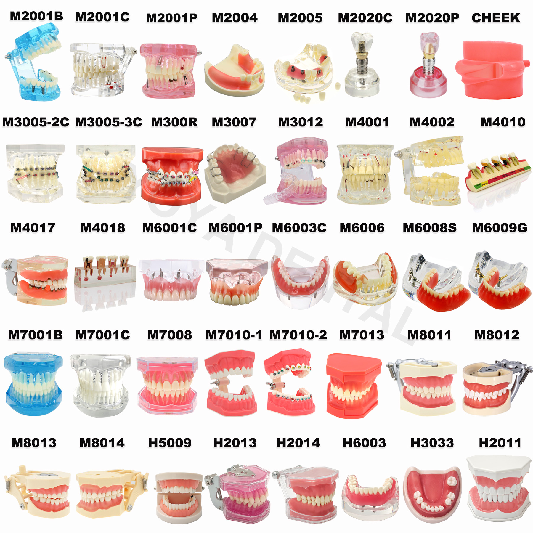 Best of Multiple Types Dental Model Teeth Dental Teaching Models Study Orthodontic Removable Teeth Implant Models Dentist Material Reviews & Tips