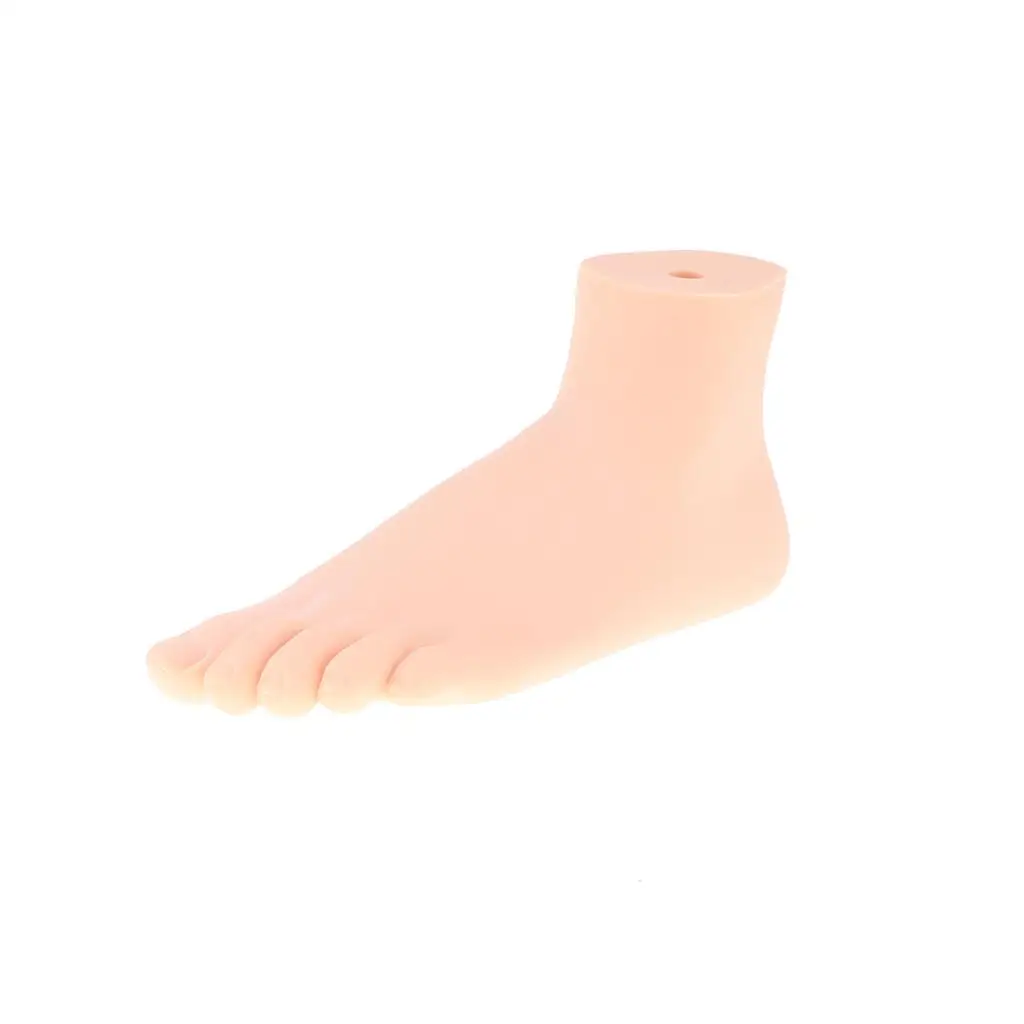 1:Size Human Normal Foot Model - Human, Lab Supplies