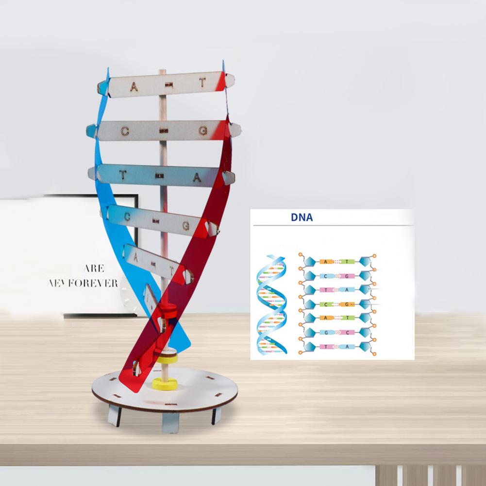 1 Набор, модели ДНК, развивающие эксперименты, оборудование для обучения, интерактивные  модели родителей и детей, новые человеческие модели ДНК, игрушки, детские  игрушки | AliExpress