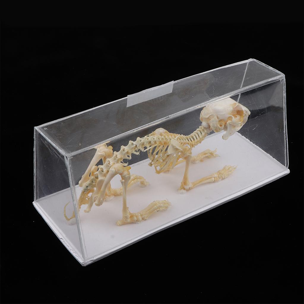 Rabbit Skeleton Specimen Science Biology Nature Educational Tool For Student