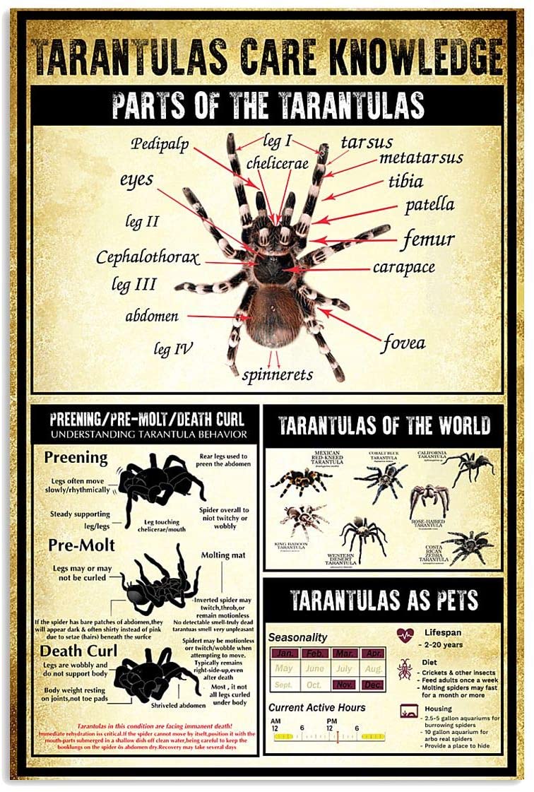 Знания тарантула по уходу, Тарантул мира, металлический жестяной знак,  постер для спальни, гостиной | AliExpress