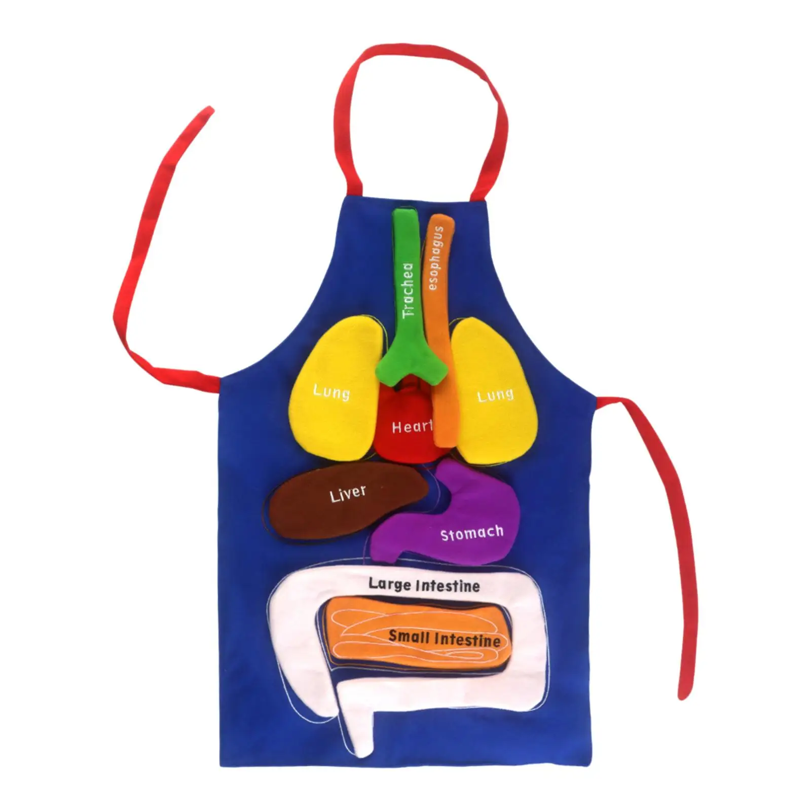 Anatomy Toy Organs Apron Human Body Organs Awareness for Kindergarten School