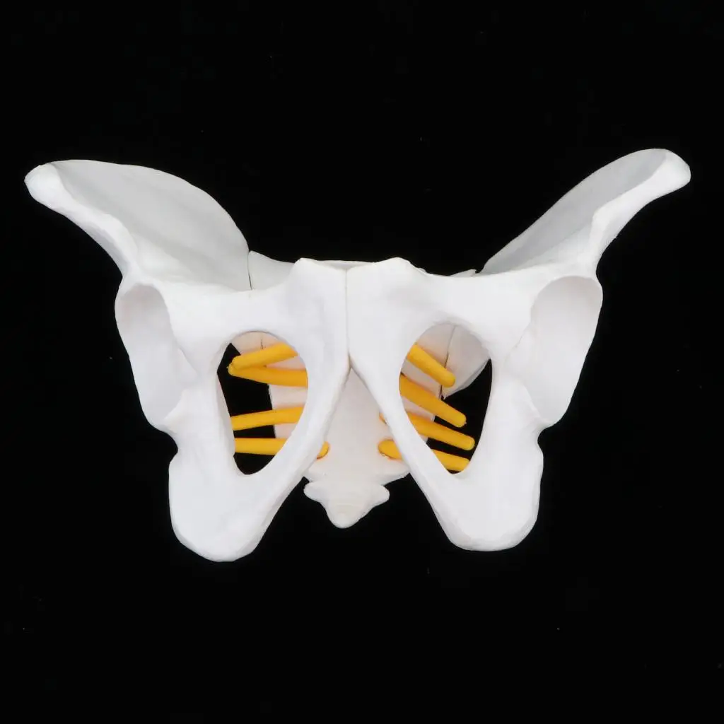  Anatomy Teaching Model - Small Size Female Pelvis Skeleton Model