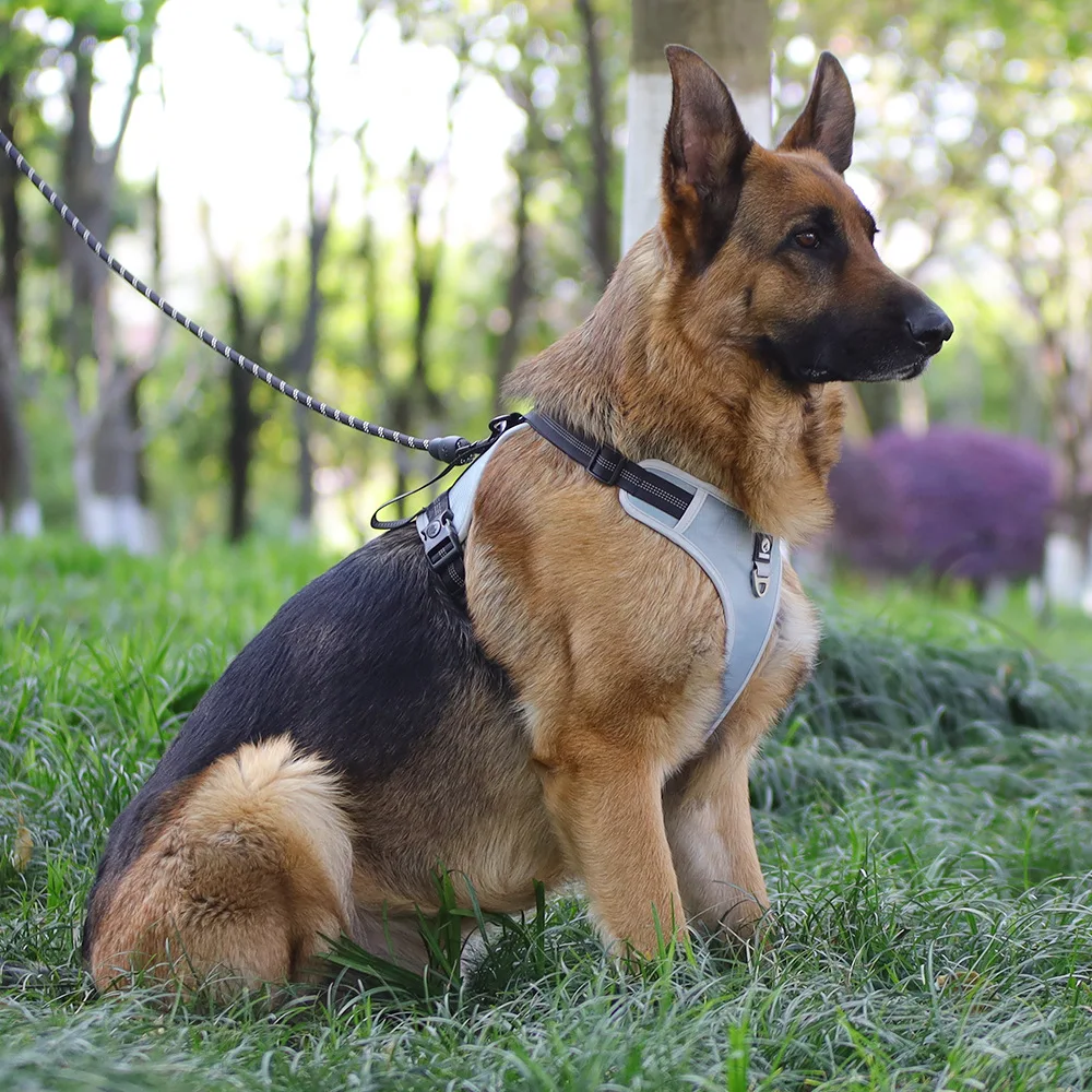 Un perro pastor alemán sentado sobre la hierba. El perro lleva un arnés y una correa, lo que sugiere que lo están paseando o entrenando. El fondo presenta árboles, lo que indica que la foto fue tomada en un parque o en un entorno al aire libre similar.