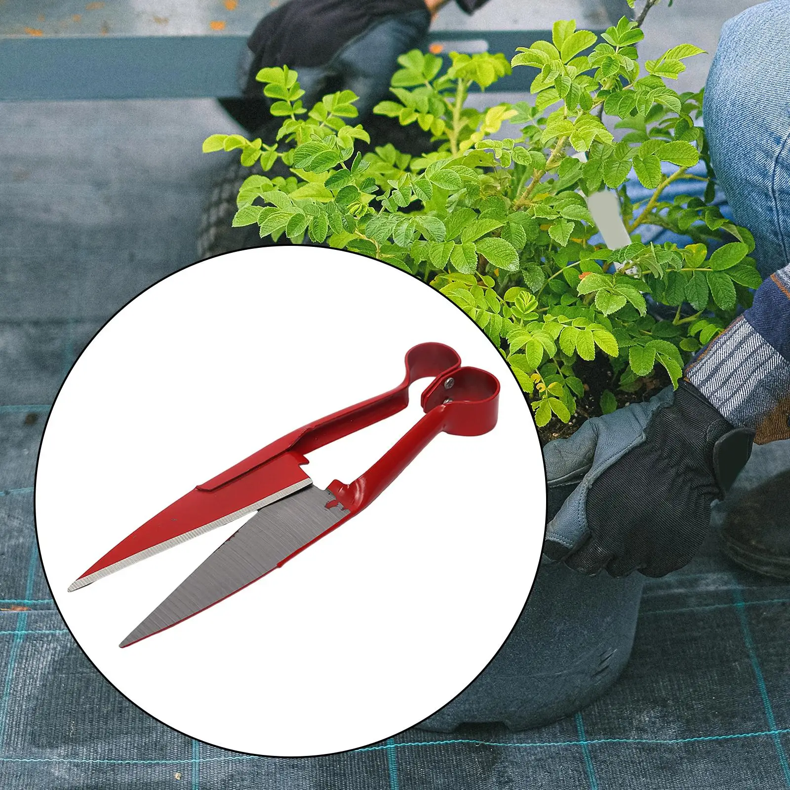 Alpaca Shear Multipurpose 10.24`` Gardening Equipment Heavy Duty Manual Hand Shearing Garden Pruning Shear for Orchard