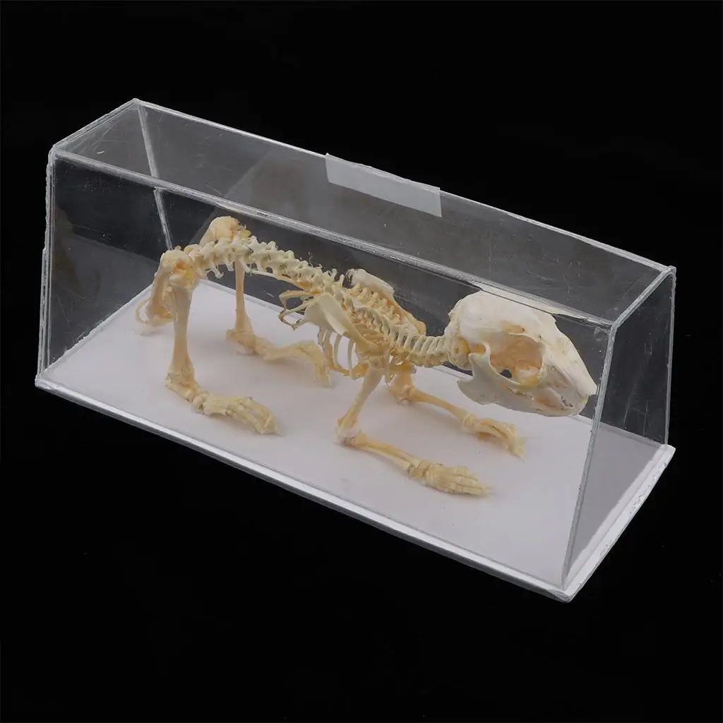 Rabbit Skeleton Copy of A Skeleton  An Acrylic Case, Rectangular Shape