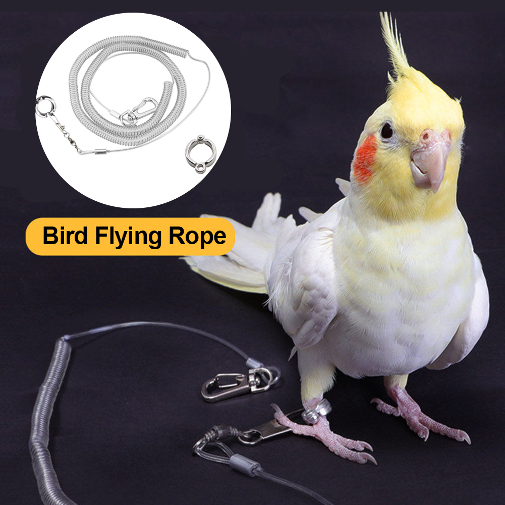 leashes for birds