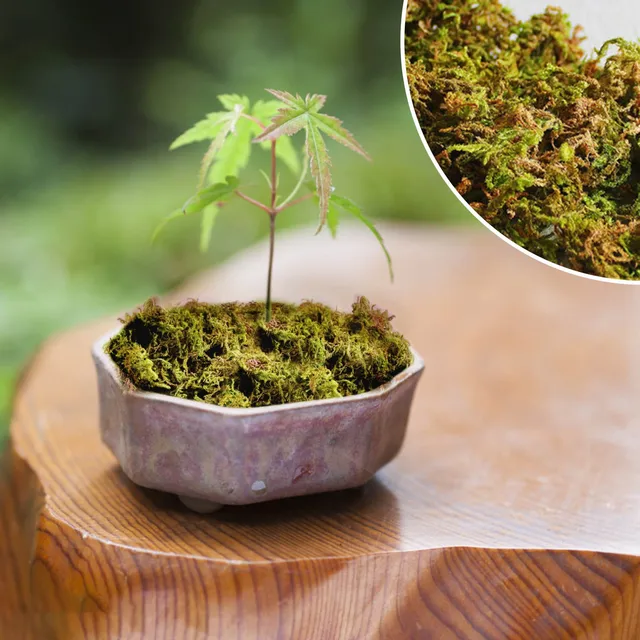 50g Natural Green Plant Dry Moss Artificial Keep Simulated Green Plant Moss  DIY Garden Lichen Potted Flower Pot Decor Material - AliExpress