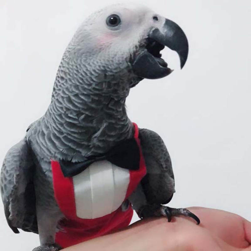 Bird Diaper Flight Suite, schützende Papageienwindeln mit wasserdichter Innenschicht, niedlicher Urin-Nassanzug mit Fliege für – Detail 2