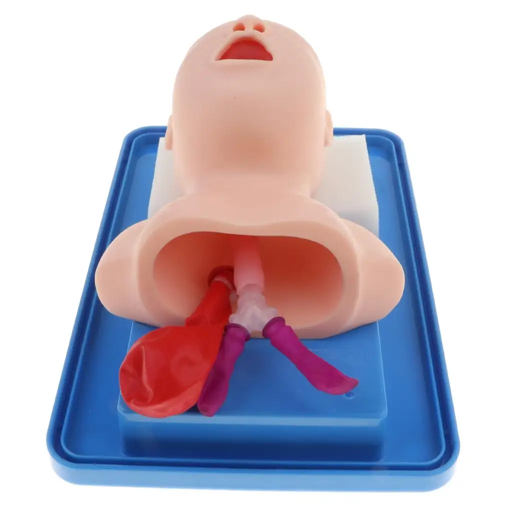 Infant Intubation Manikin Model with   Management  Intubation Manikin Study Teaching  Nursery Students Practice Tool