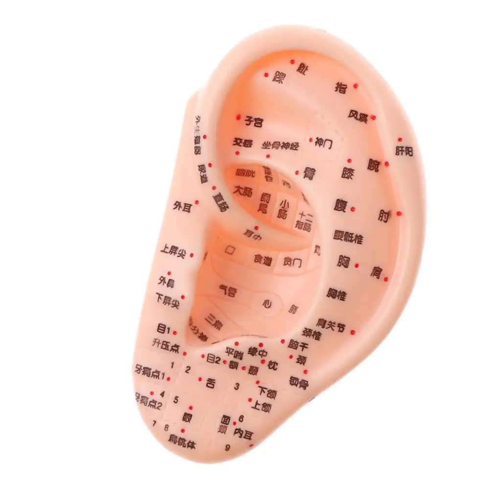 13cm Human Acupuncture Ear Model Reflexology Acupoint Medical Study Kit Teaching Props