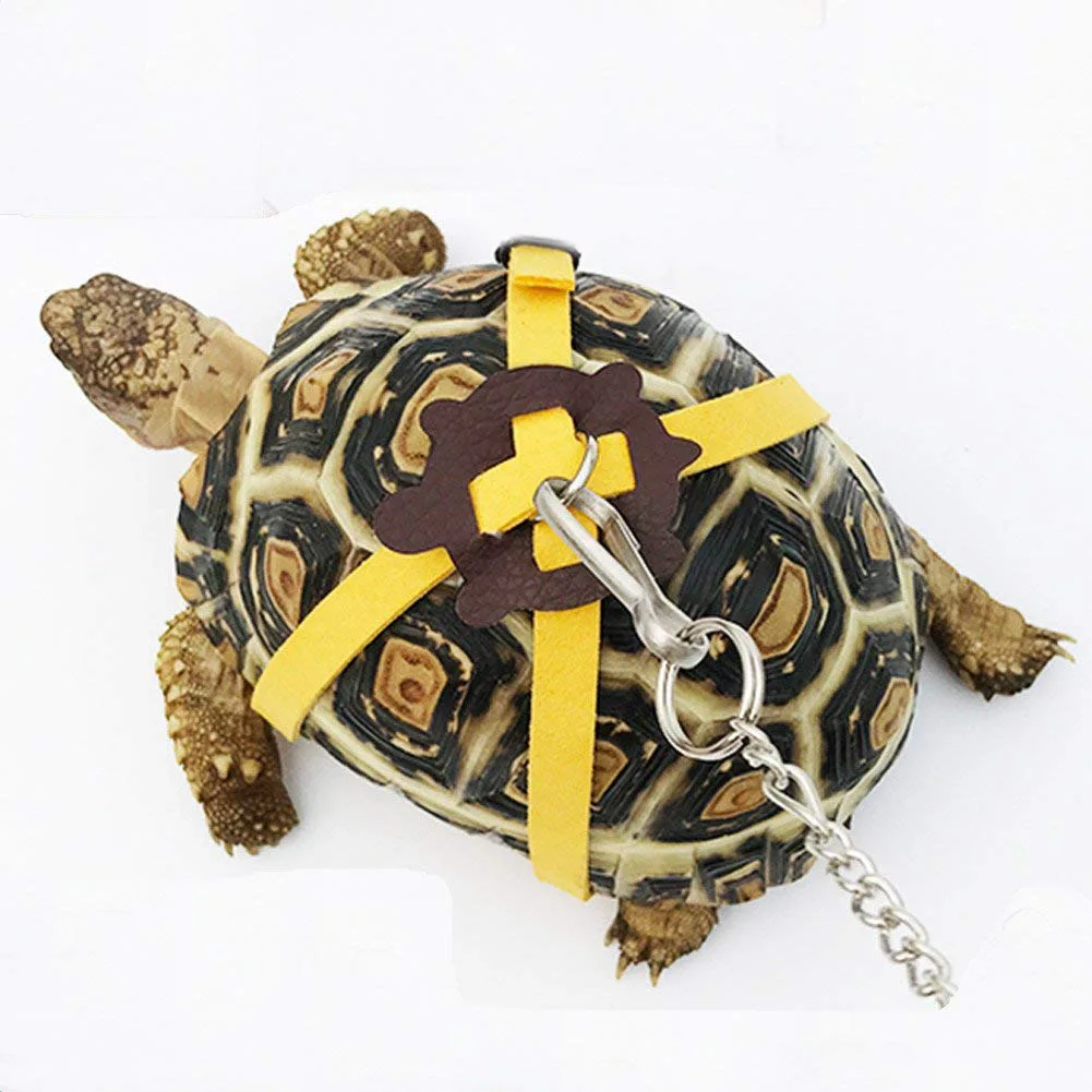 turtle  8