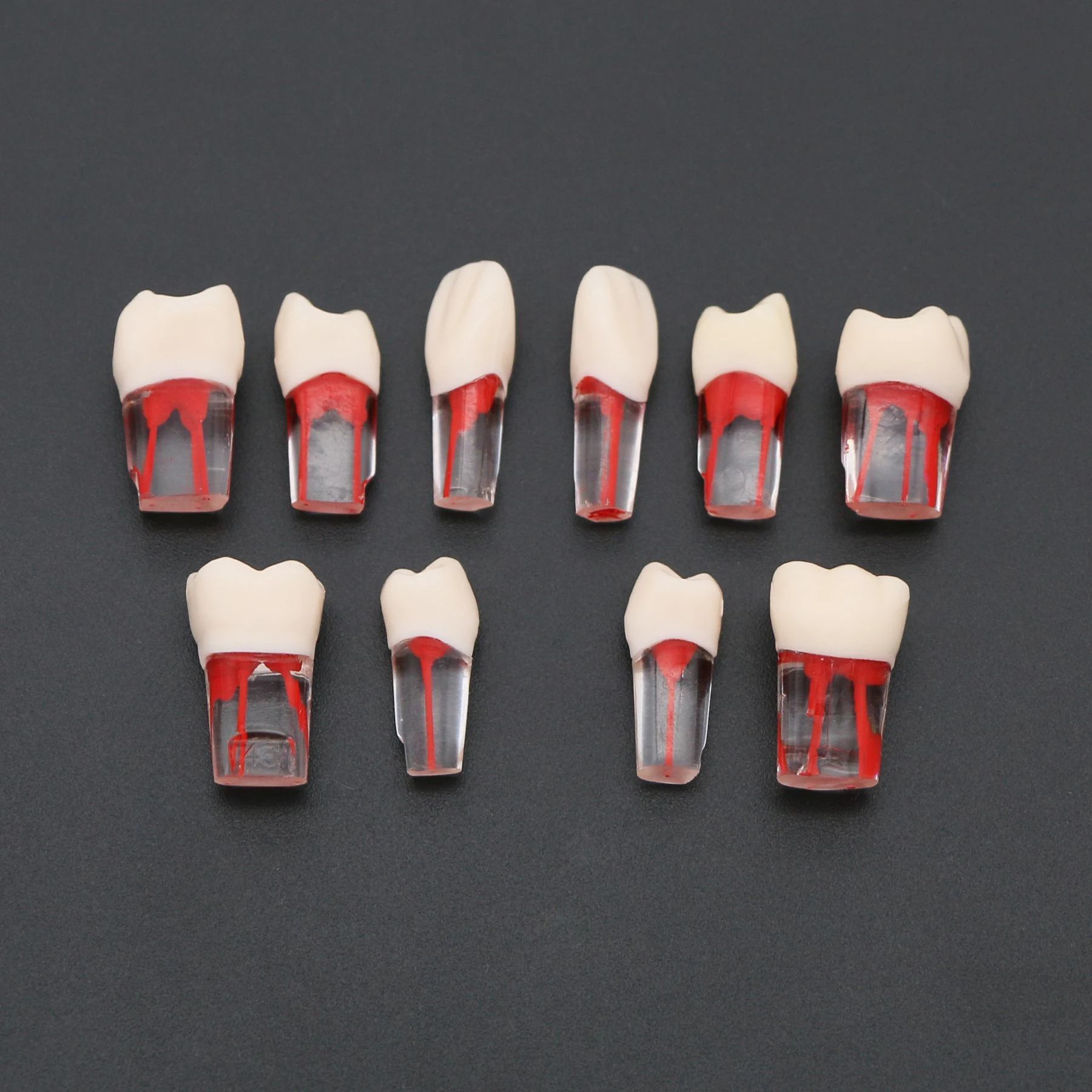 10pc dental endodontic raiz modelo canal bloco