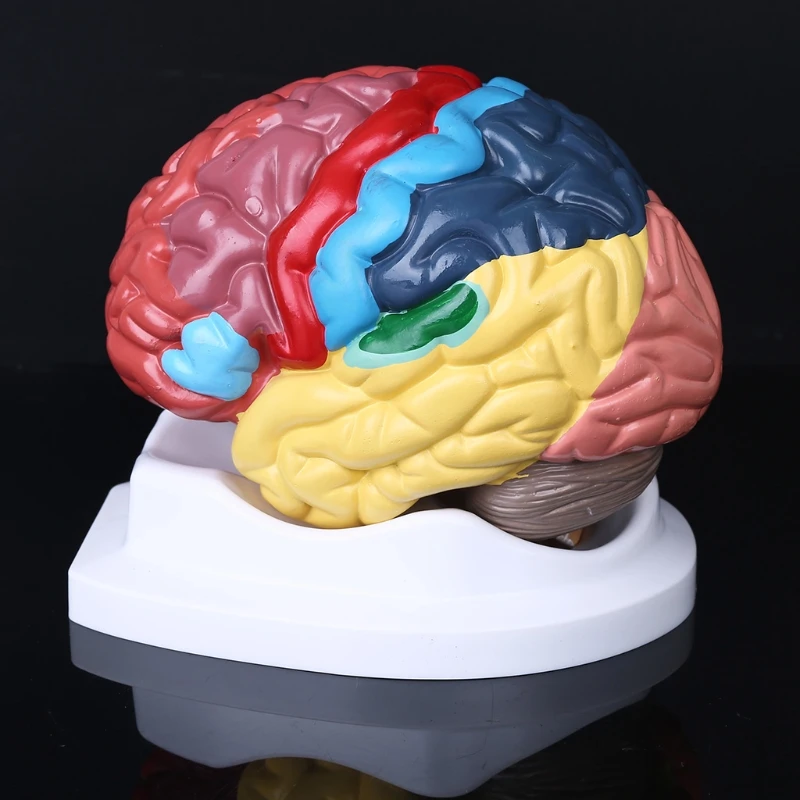 Anatomia modelo de área funcional do cérebro