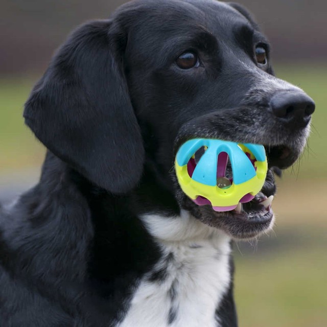 Dog toy with fashion bell inside