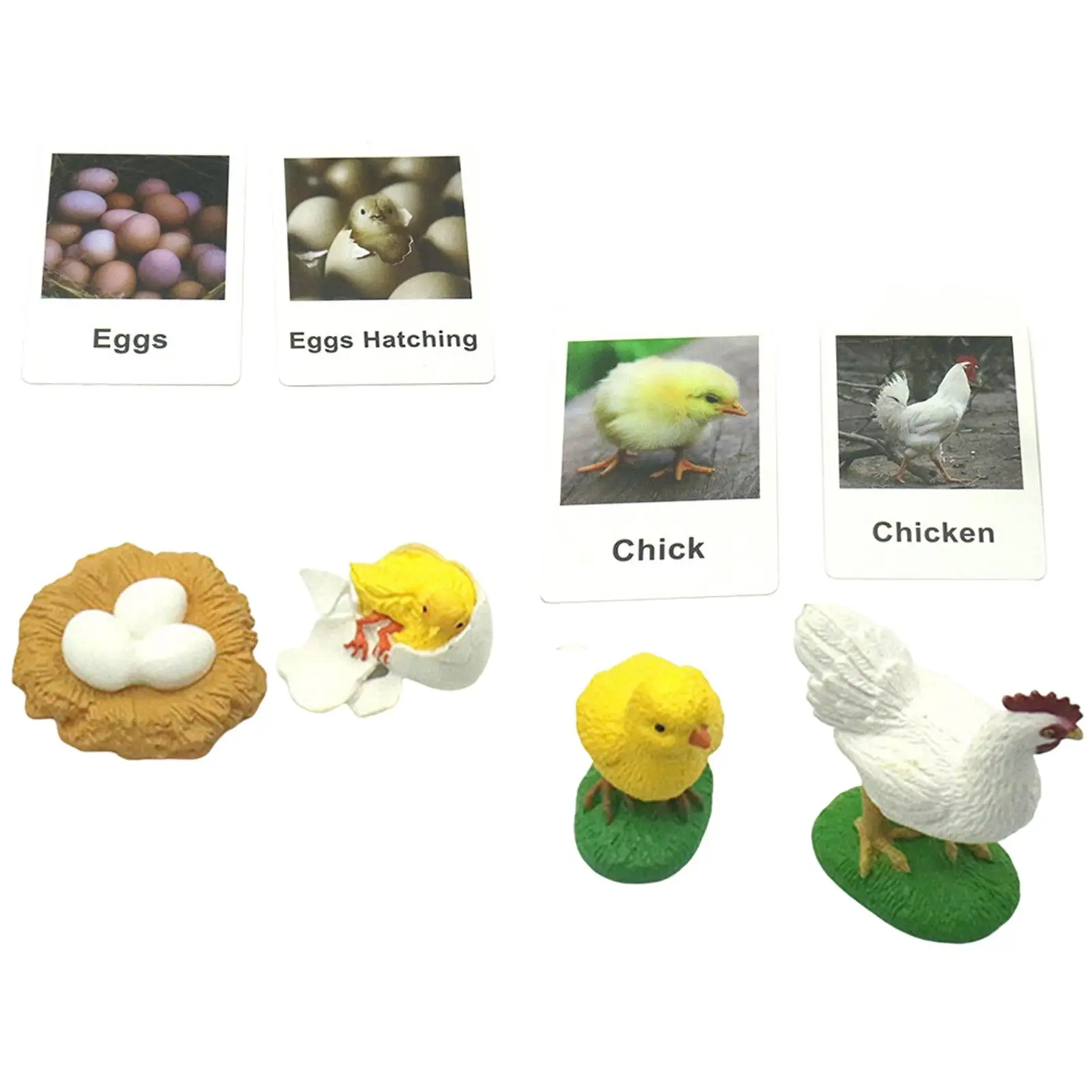 Chicken Life Cycle Figurines Chick Miniature Chicken Hen Egg Figurines Figures for School