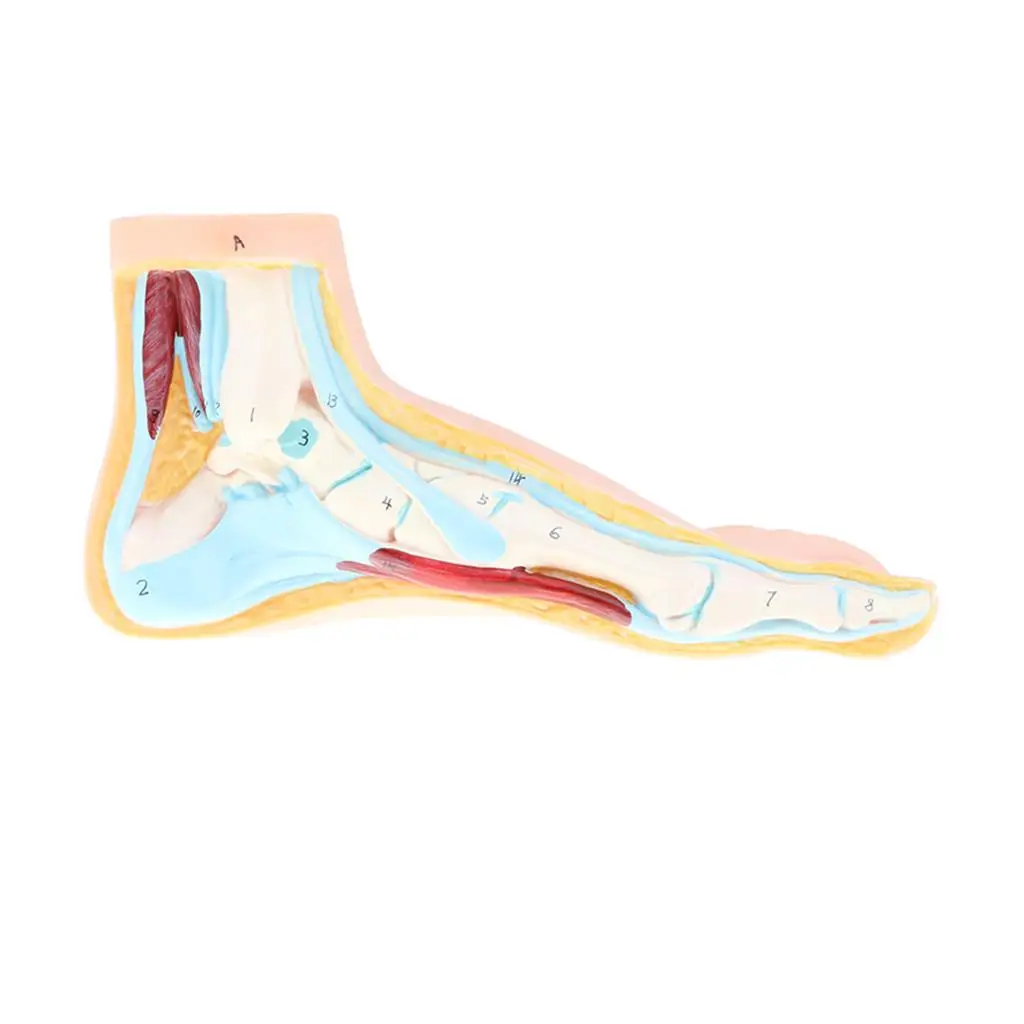 1:1 Life Size Anatomical Human Normal Foot Model - Human Anatomy, Lab Supplies