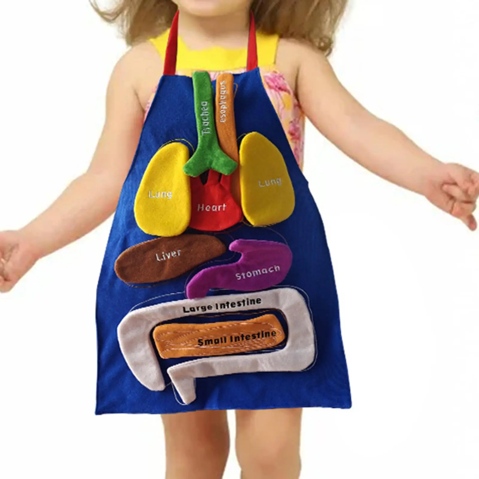 Anatomy Toy Organs Apron Human Body Organs Awareness for Kindergarten School