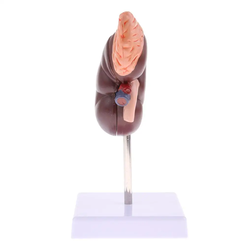 Lifesize   Gland Model with Stand, Human  Model, Science