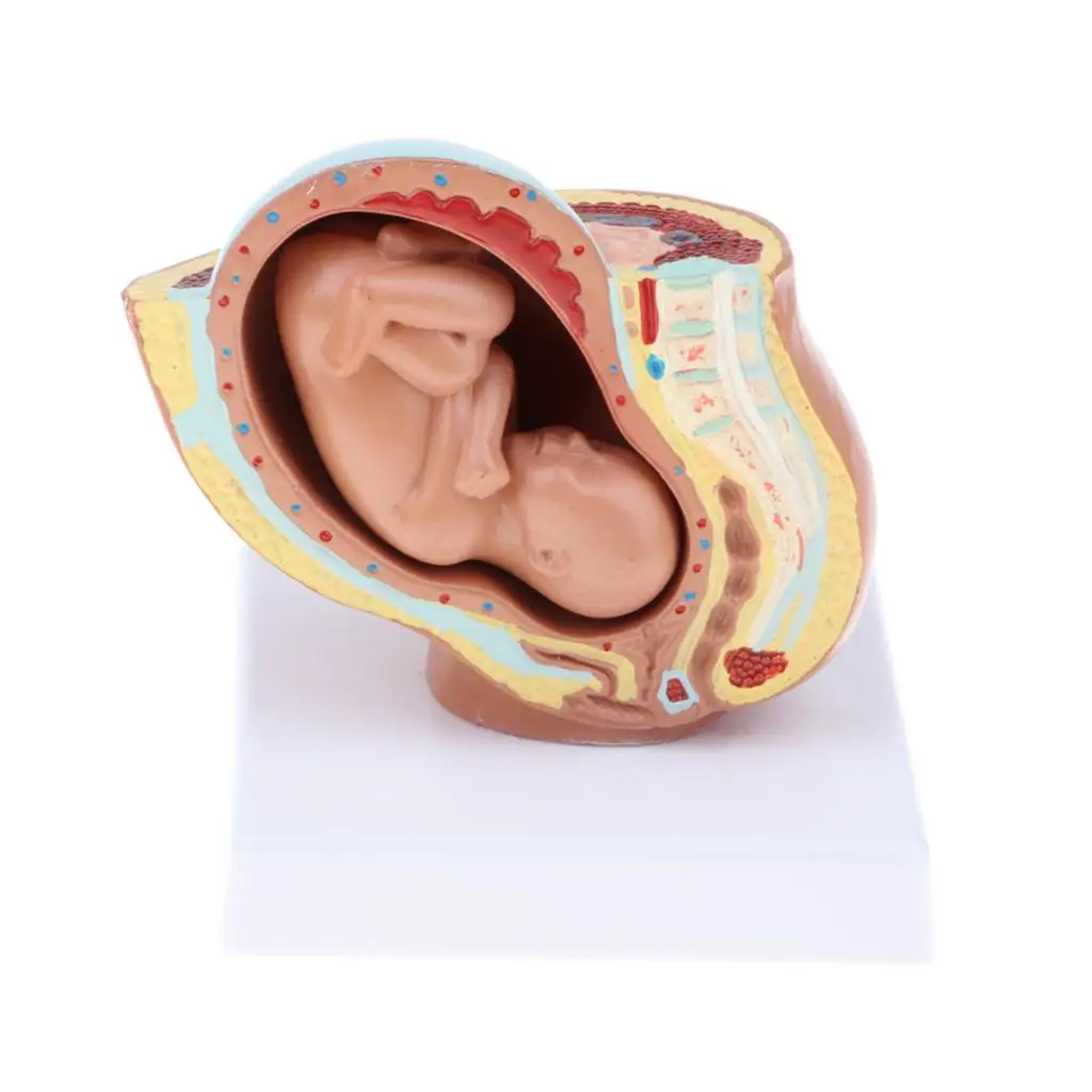 Human Pelvis Fetus Model, 9th Month, Pelvis Teaching Human Model